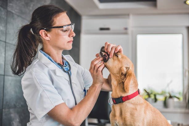 istock Veterinarian Examining Dog tooth 807833442