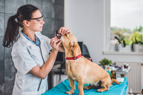 istock Veterinarian Examining Dog tooth 807833570