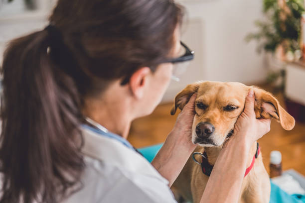 istock Veterinarian Examining Dog ears 807833758