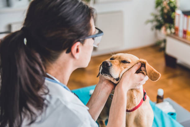 istock Veterinarian Examining Dog ears 807833836