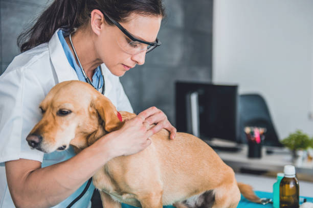 Find a tick on a dog Young female veterinarian picking a tick on dog fur at the veterinarian clinic tick animal photos stock pictures, royalty-free photos & images