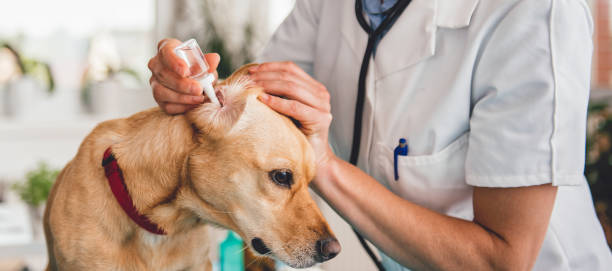 Veterinarian cleaning Dog ears