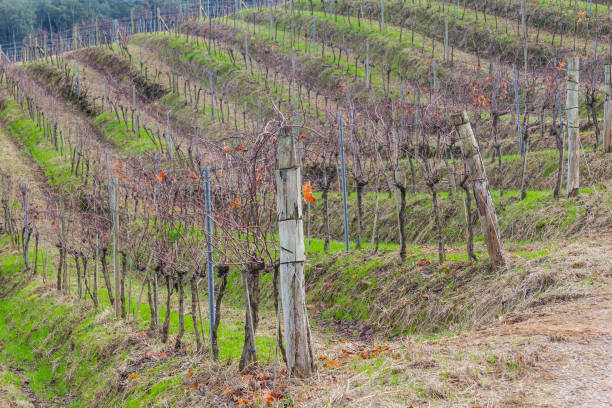 istock Vineyards in winter, Vale dos Vinhedos valley 807834142