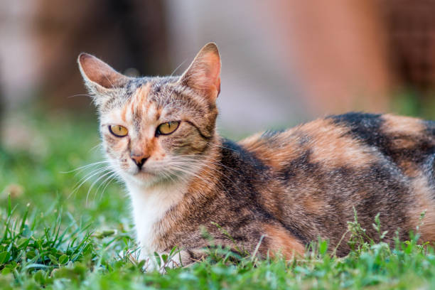 istock domestic cat lying in the grass and look ahead 807834148