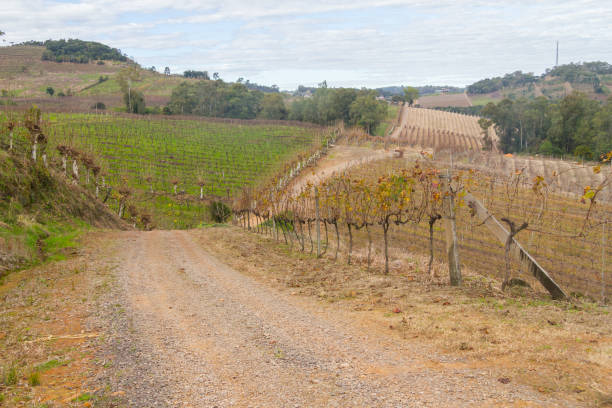 istock Vineyards in winter, Vale dos Vinhedos valley 807836304