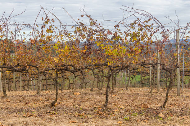 istock Vineyards in winter, Vale dos Vinhedos valley 807836550