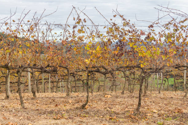 istock Vineyards in winter, Vale dos Vinhedos valley 807836584