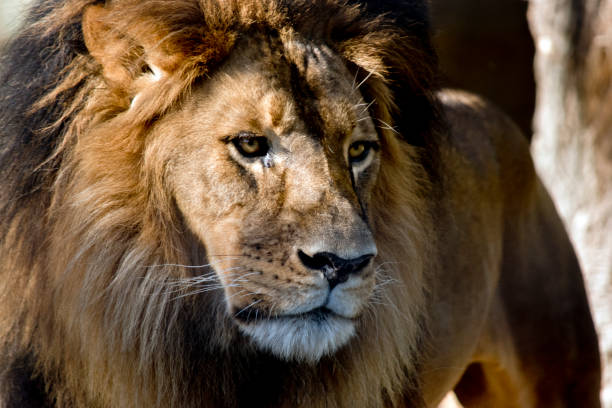 istock king of the jungle 807836624