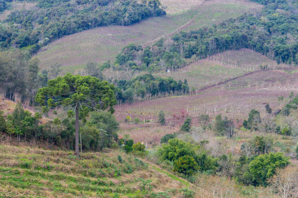 istock Vineyards in winter, Vale dos Vinhedos valley 807836926