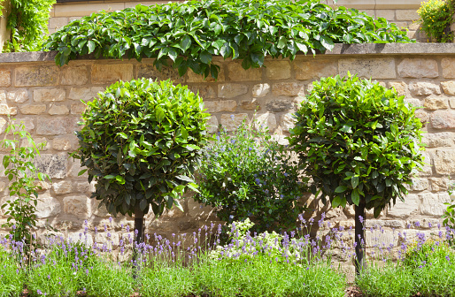 Bay Laurel topiary trees in a purple lavender stone wall garden, on a sunny summer day .
