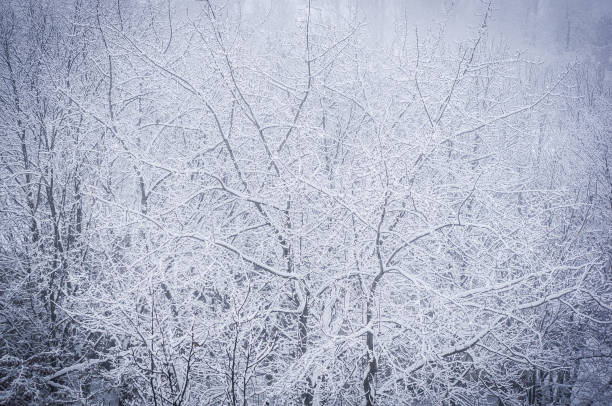 istock winter landscape - trees in frost 807844866