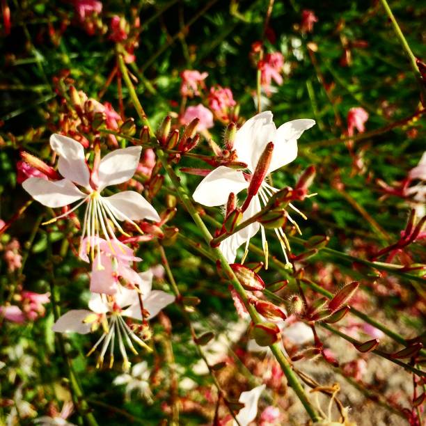 istock Pale pink perennial flower plant 807847568