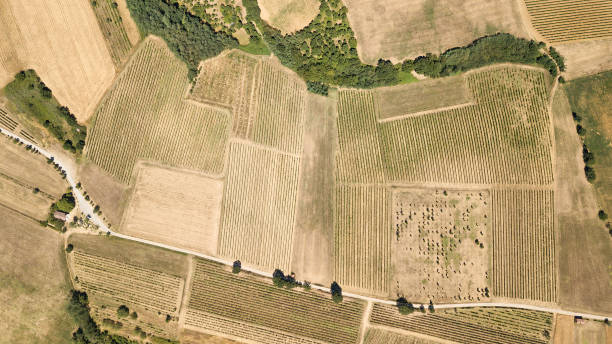 vista aérea de un viñedo en el piamonte - italia - satellite view fotos fotografías e imágenes de stock