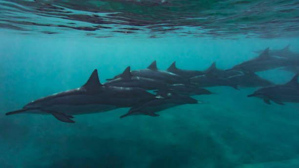 Dolphin Pod Swimming stock photo