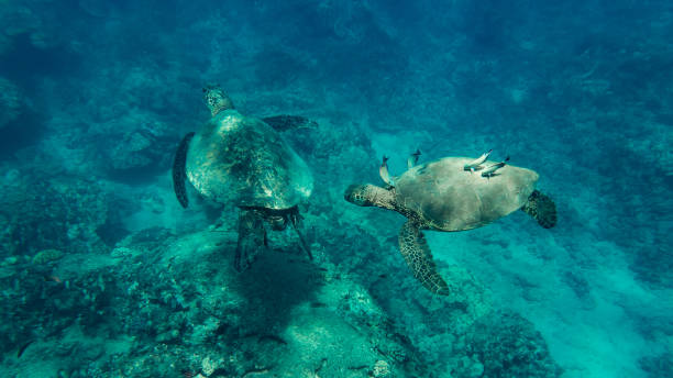 Hawaii Ocean Turtle stock photo