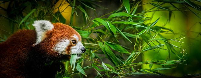 Panoramic photo of red panda eating bamboo leaves in the forest.