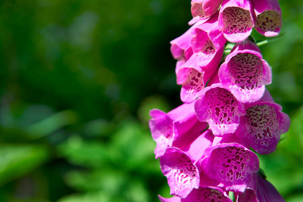 Flowerbed in a garden with flowers in strong vibrant colors.