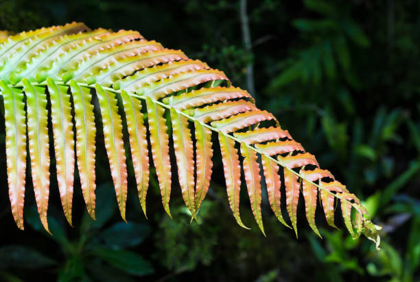 liście (frondy) paproci nowej zelandii - fern new zealand macro frond zdjęcia i obrazy z banku zdjęć
