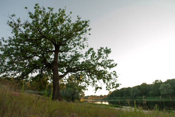 istock Beautiful landscape in Belarus during early summer evening. 807894282