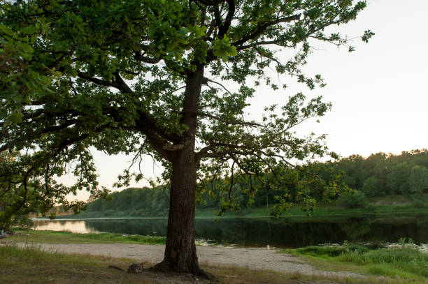 istock Beautiful landscape in Belarus during early summer evening. 807894414