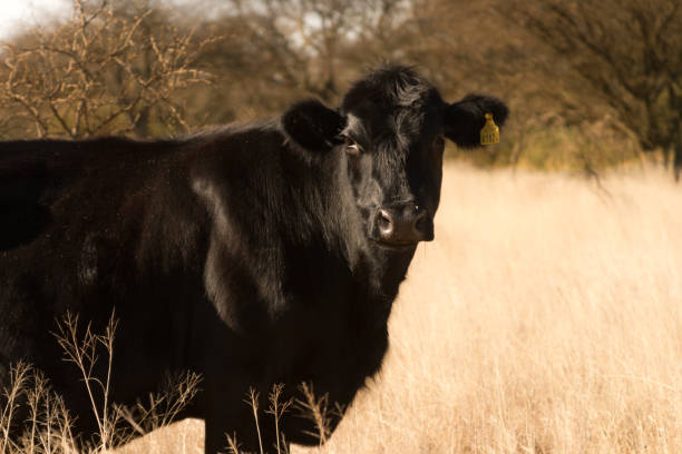 istock Black cow aberdeen angus standing in a pasture field 807909292
