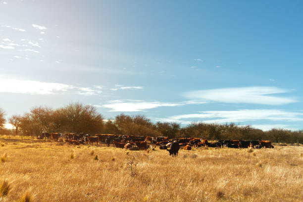 istock Herd of aberdeen angus cows resting in a field 807909766