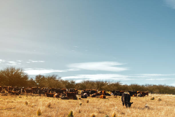 istock Herd of aberdeen angus cows resting in a field 807909830