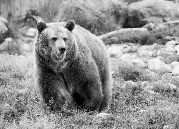 istock Grizzly Bear portrait in Black and White 807911918