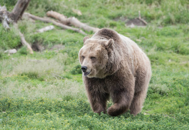 istock Grizzly Bear Portrait 807913172