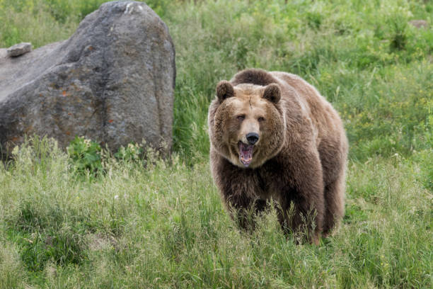 grizzly bear portrait - alaskan salmon imagens e fotografias de stock