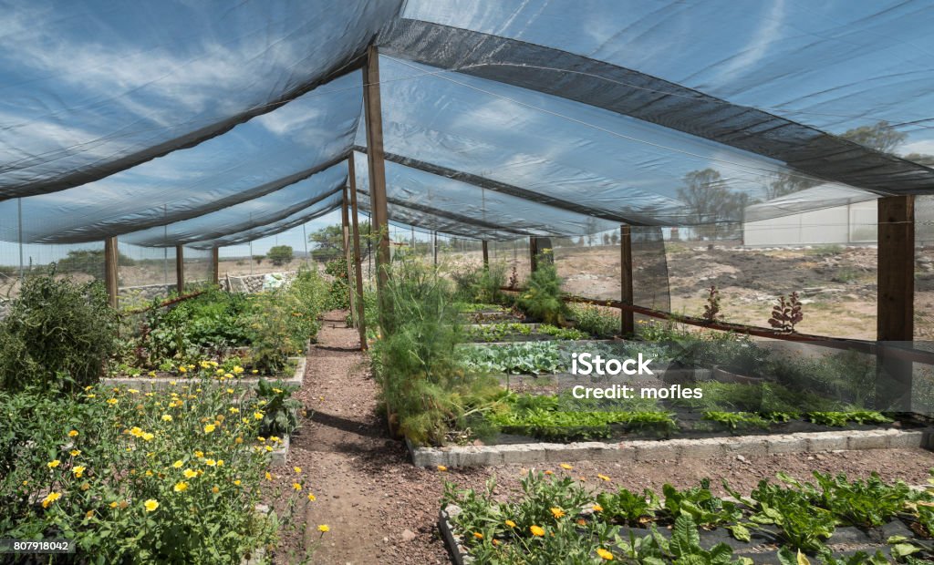 Net Shade greenhouse Panoramic view of a working greenhouse in Mexico Shade Stock Photo