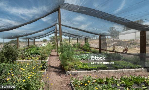 Net Shade Greenhouse Stock Photo - Download Image Now - Shade, Netting, Textile