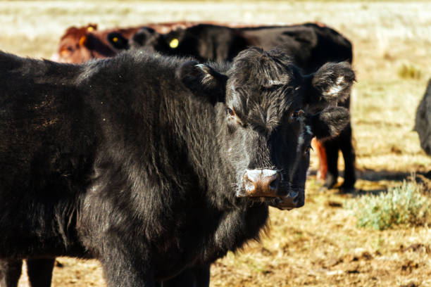istock Cow aberdeen angus standing next to a herd in a field 807918098