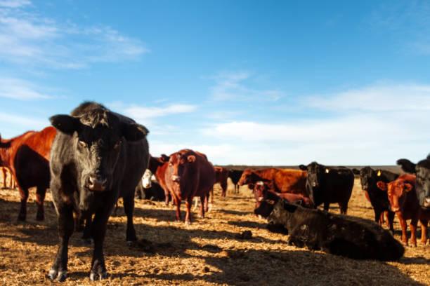 istock Herd of aberdeen angus cows resting in a field 807920638