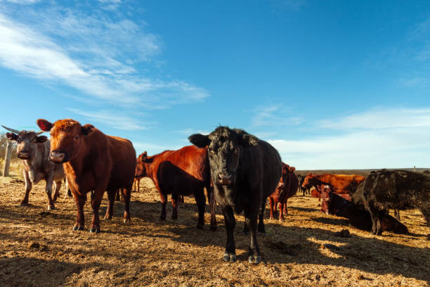 istock Herd of aberdeen angus cows resting in a field 807923076