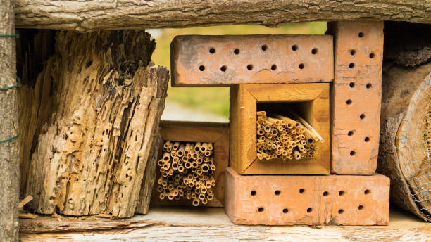 istock Wild insect hotel in details 807923104