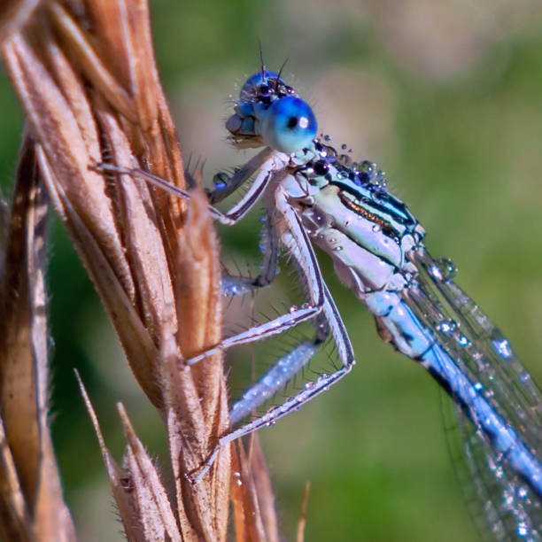 istock Fauna and flora of Bugey 807923324