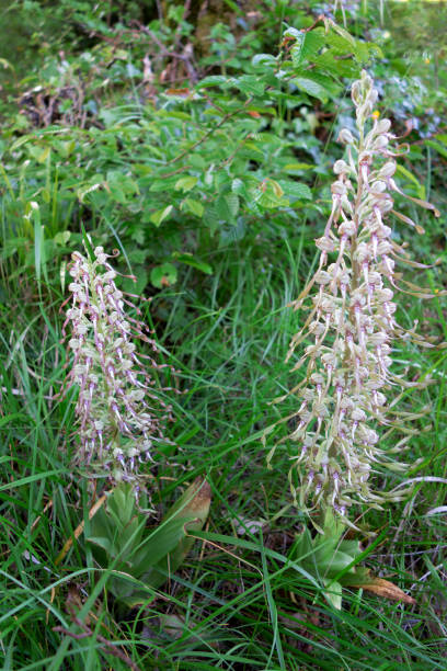 istock Fauna and flora of Bugey 807925802