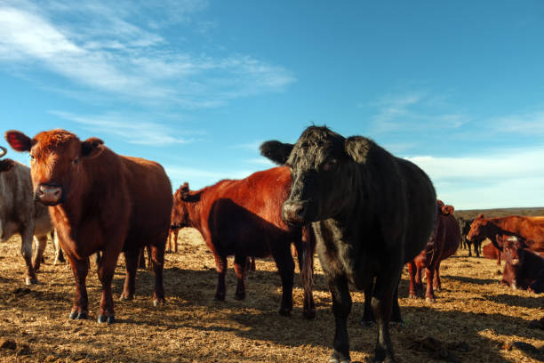 istock Herd of aberdeen angus cows resting in a field 807928466