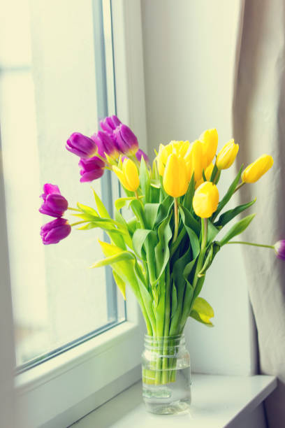 istock bunch of tulips on windowsill 807953664