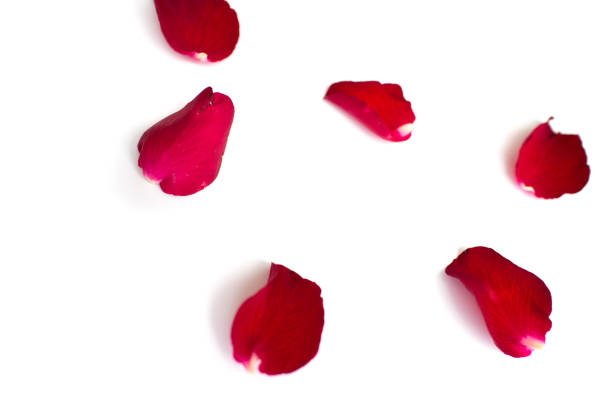 istock Red rose petals isolated on white background for valentine background or romantic event 807956476