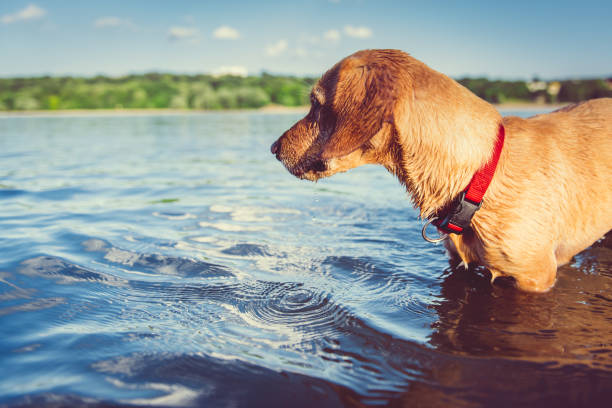 Dog in enjoying in the water
