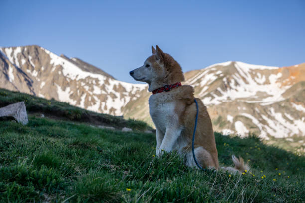Along the hike on La Plata Peak, near Indendence Pass, Colorado.