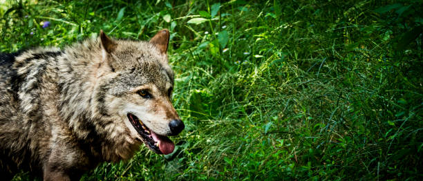 Wolf portrait Panoramic photo of a wolf at the forest path. It is running slowly looking at the distance. In the background is a grass covered slope of the hill. wolf snout pictures stock pictures, royalty-free photos & images
