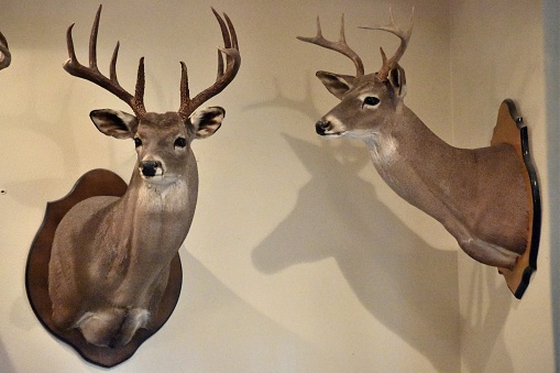 A photograph of two deer heads up on the wall after a great hunting season.