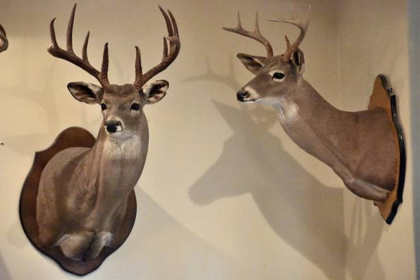 Hunting trophy's A photograph of two deer heads up on the wall after a great hunting season. taxidermy stock pictures, royalty-free photos & images
