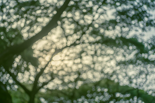 nature,tree,sunlight,bokeh,background