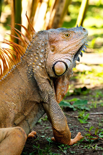 istock Green Iguana close-up portrait 807983036
