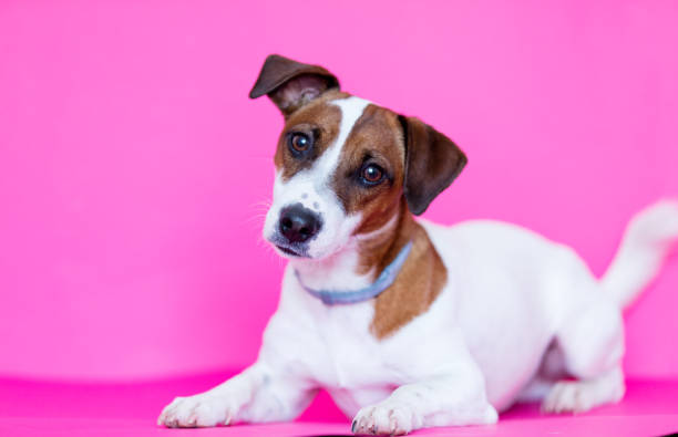 Obedient smart dog holds pink female gloves on a white background. Copy space.
