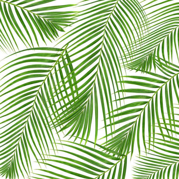 istock Green leaves of palm tree isolated on white background 807984050